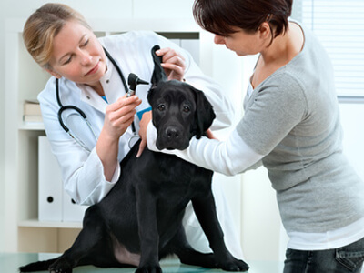 In einer Tierarztpraxis wird ein Hund untersucht.